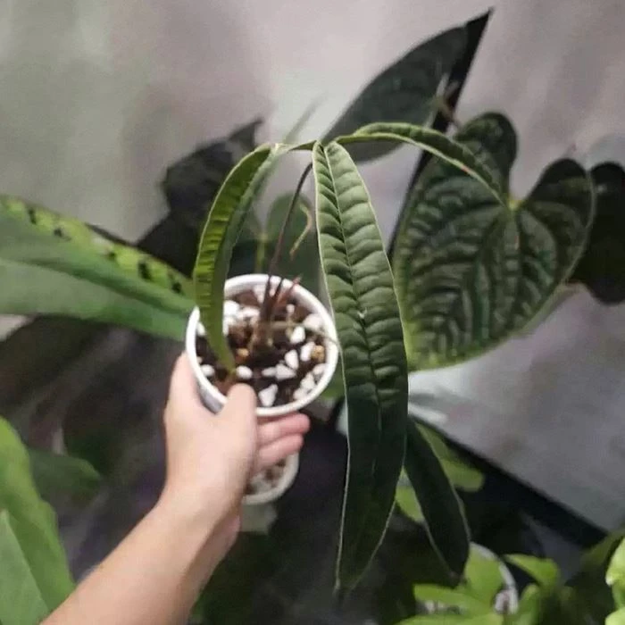 Anthurium Cutucuense