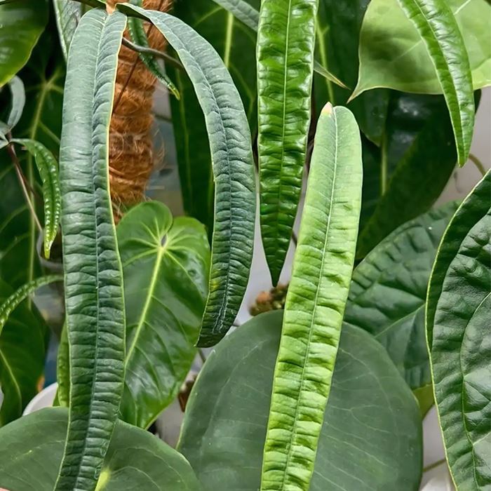 cutucuense anthurium
