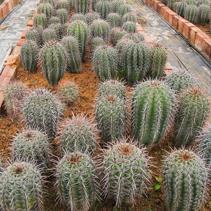 saguaro cactus seeds