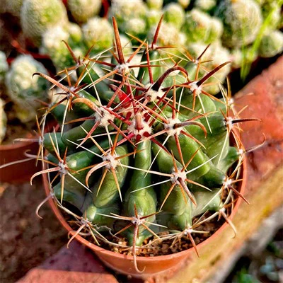 Ferocactus poloostrova