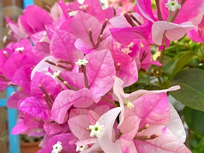 Distribuce Bougainvillea