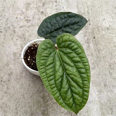 Anthurium Radicans rostlina