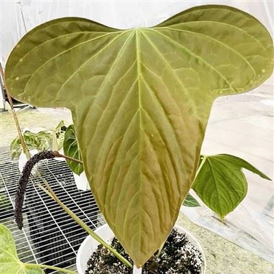Anthurium Subsignatum