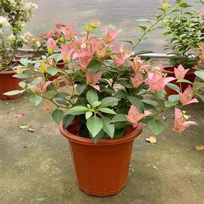 Bougainvillea Kayata