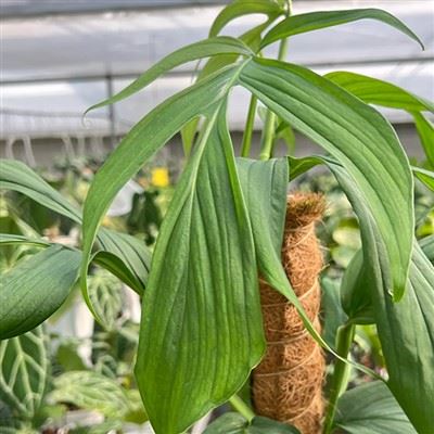 Spruceana Monstera